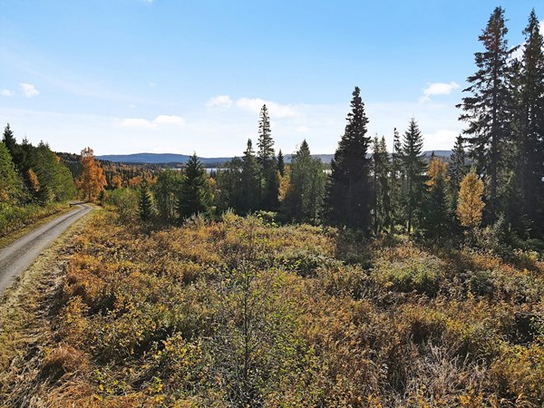 Kolåsen Brännavägen