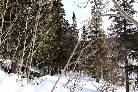Bydalen