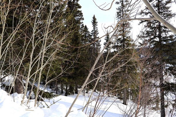 Bydalen