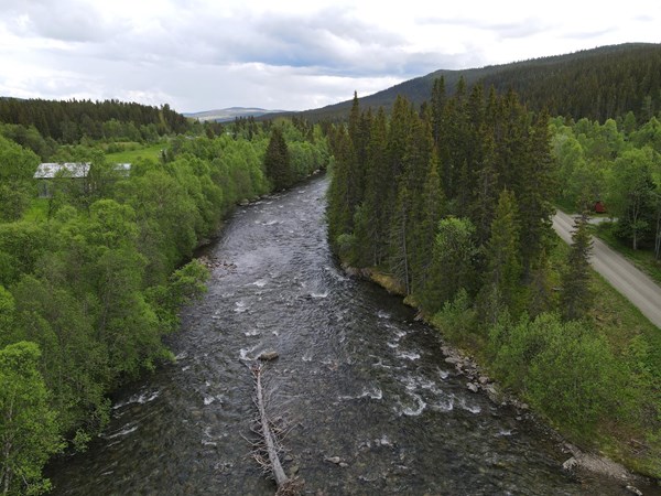 Ljungan ca 100 meter ifrån tomtgräns