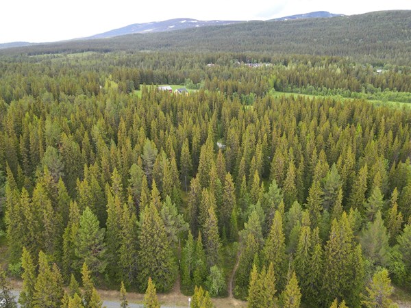 Kapellvägen